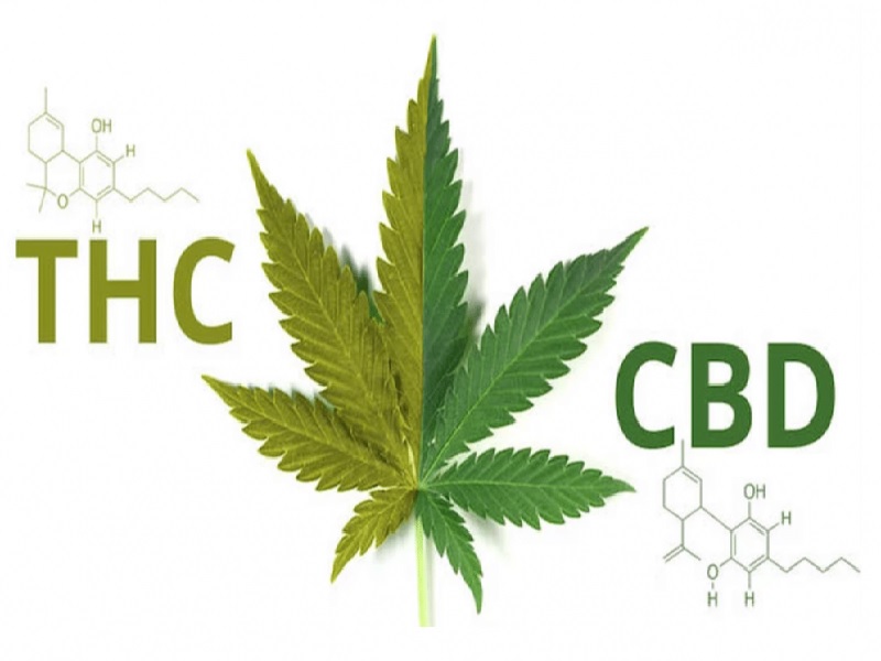 تفاوت CBD و THC چیست؟