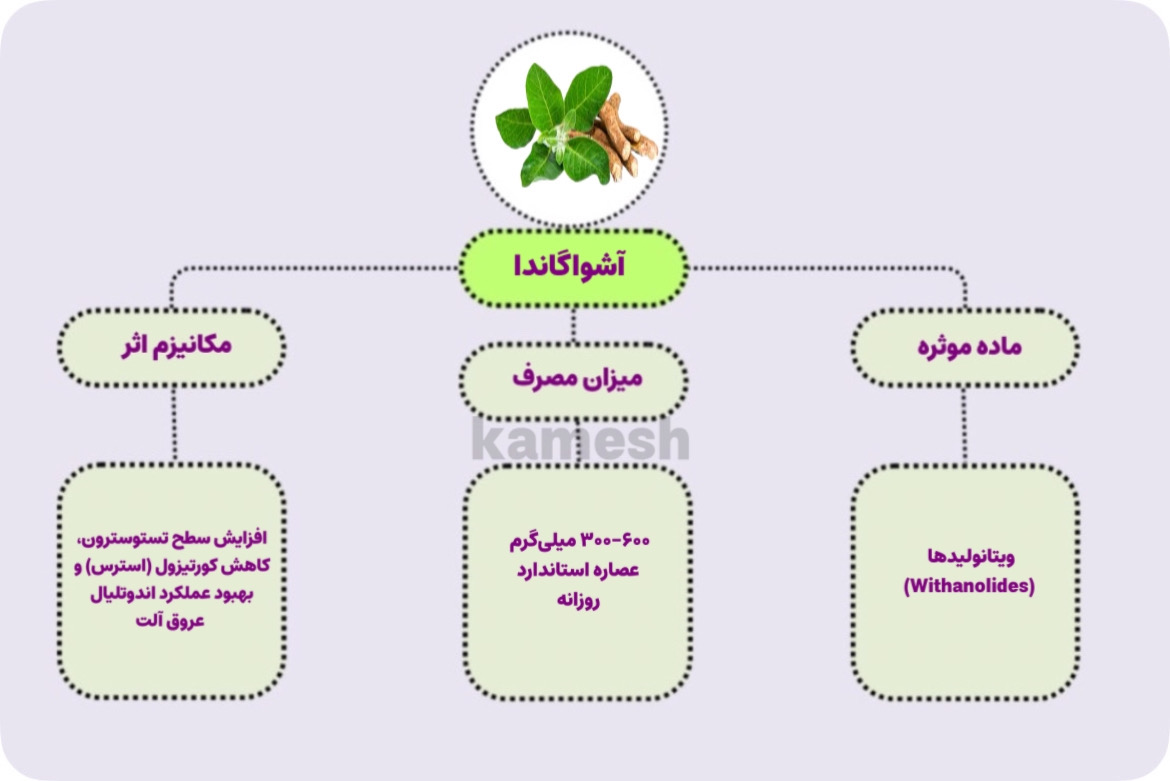 آشواگاندا درمان هندی شلی نعوظ